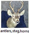 antlers_deer